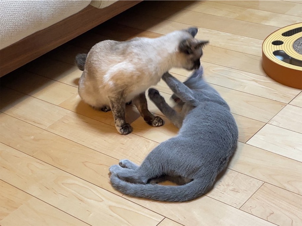 f:id:aporon2:20230412125555j:image