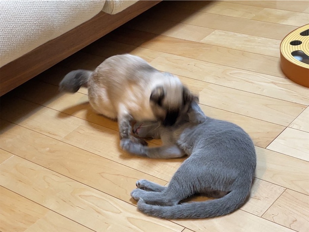 f:id:aporon2:20230412125558j:image