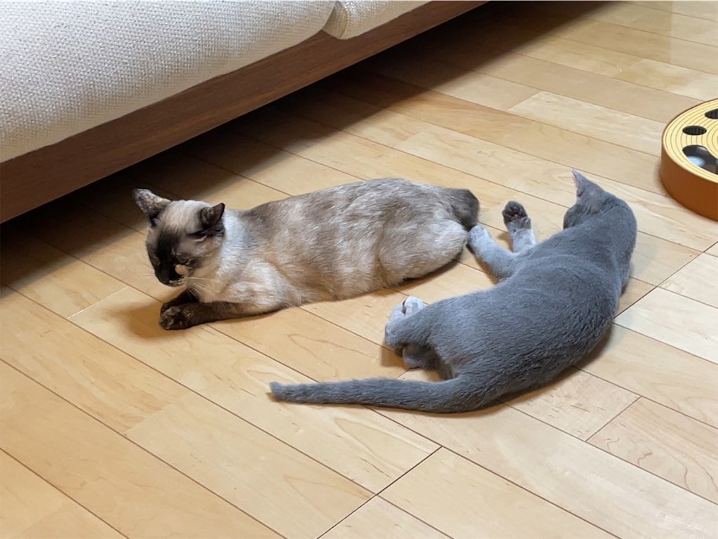 f:id:aporon2:20230412125601j:image