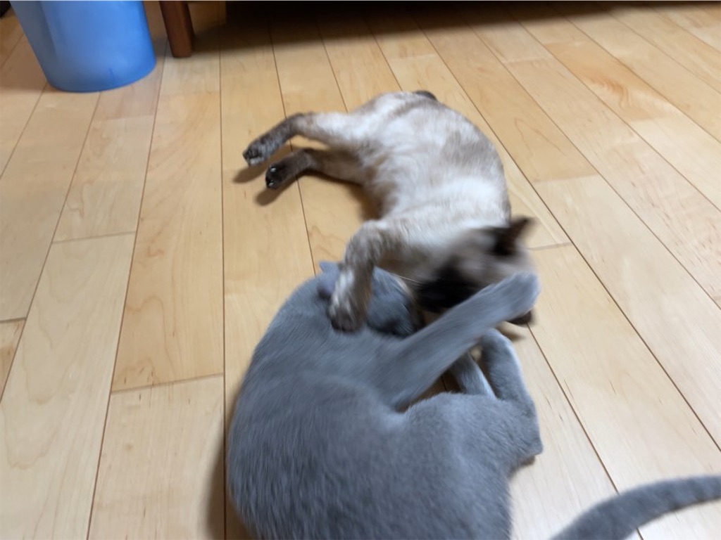 f:id:aporon2:20230412125604j:image