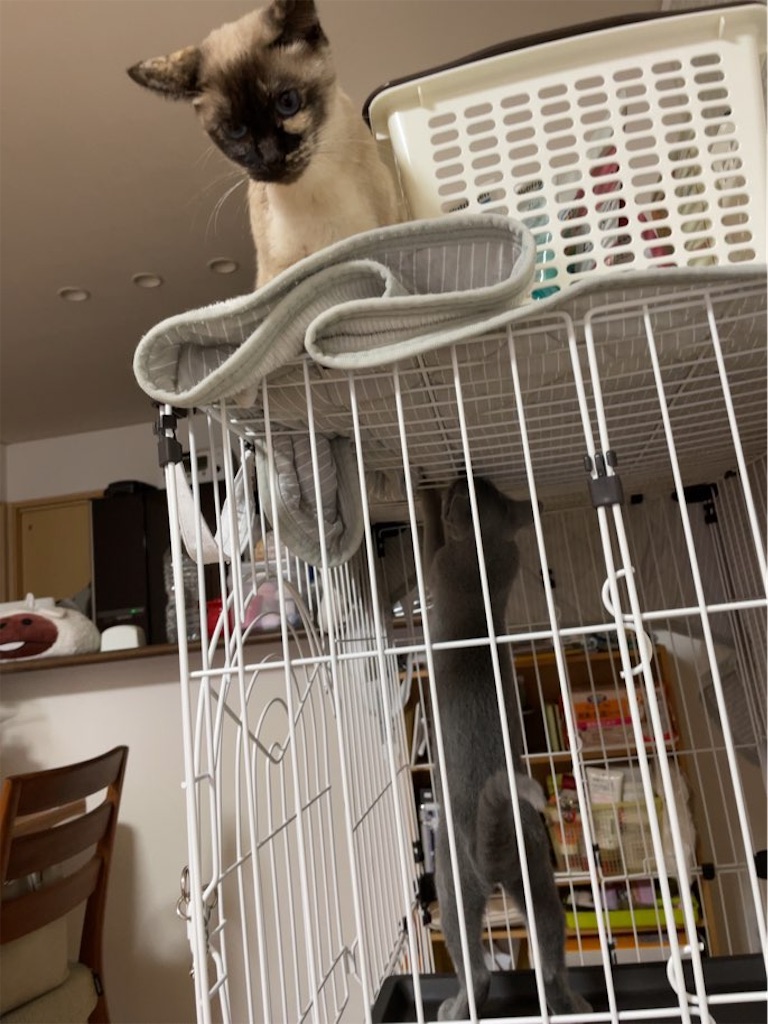 f:id:aporon2:20230412125611j:image