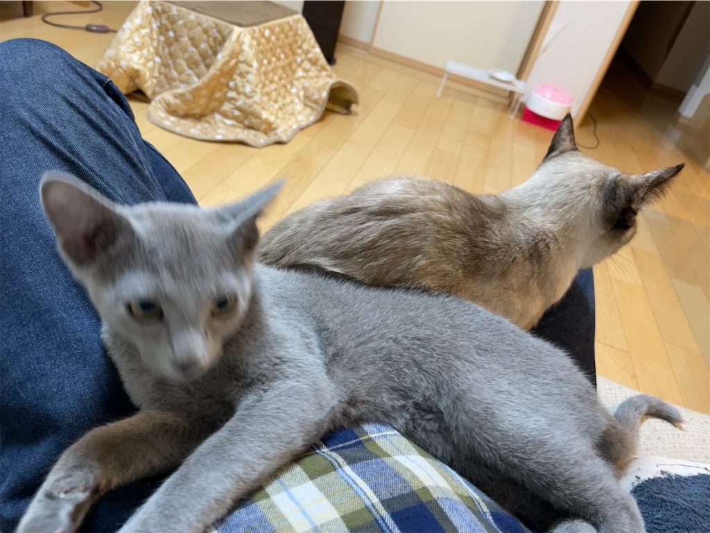 f:id:aporon2:20230429071206j:image