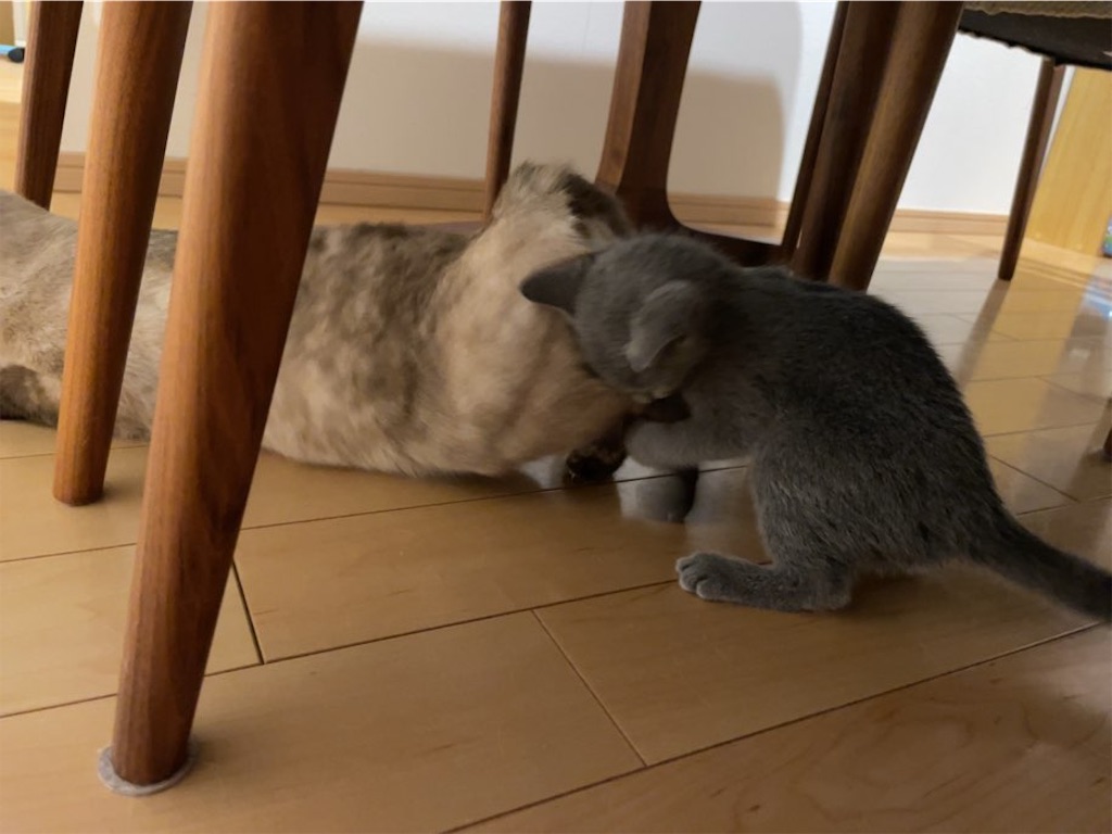 f:id:aporon2:20230429071350j:image