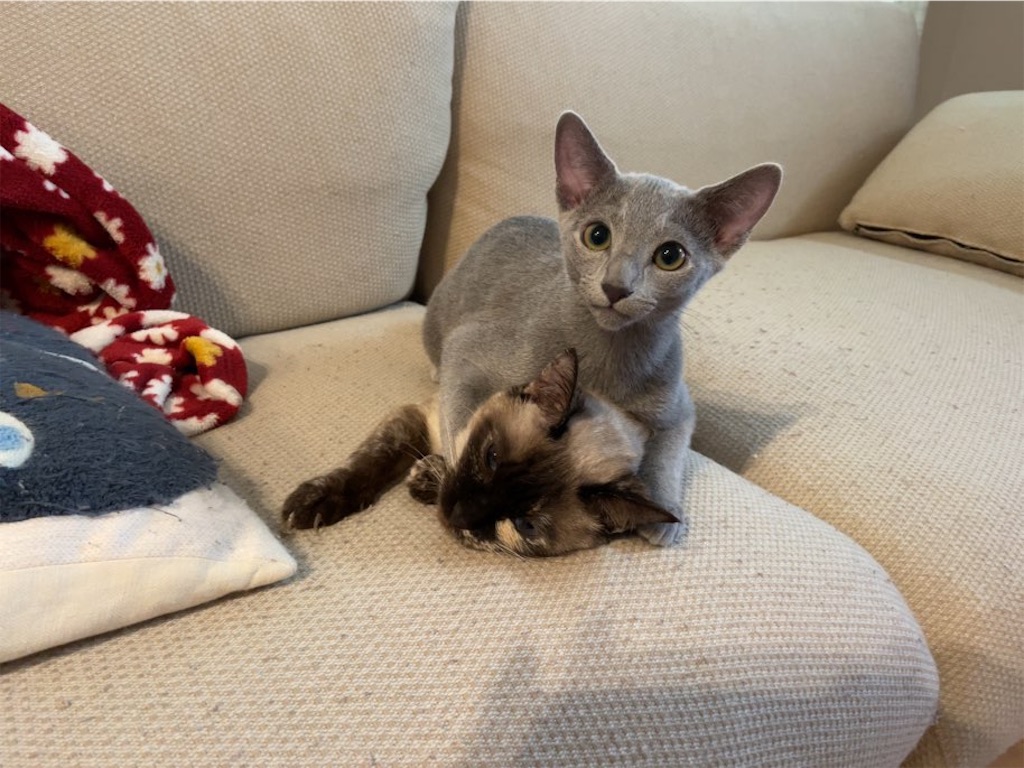 f:id:aporon2:20230429071353j:image