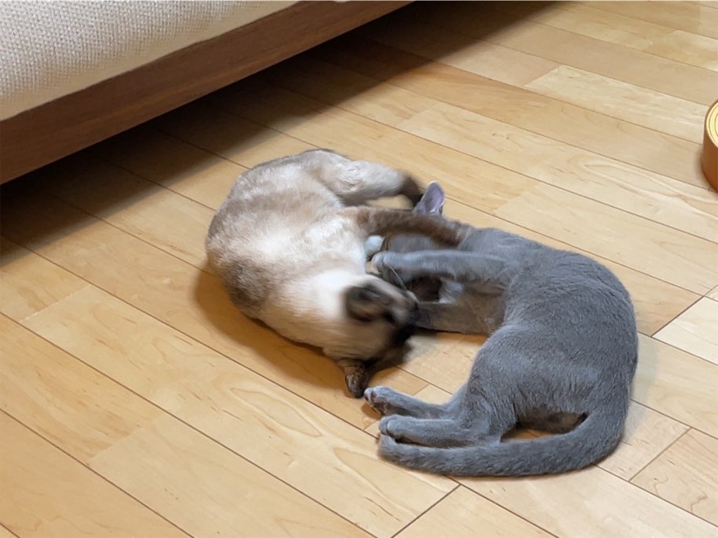 f:id:aporon2:20230429075856j:image