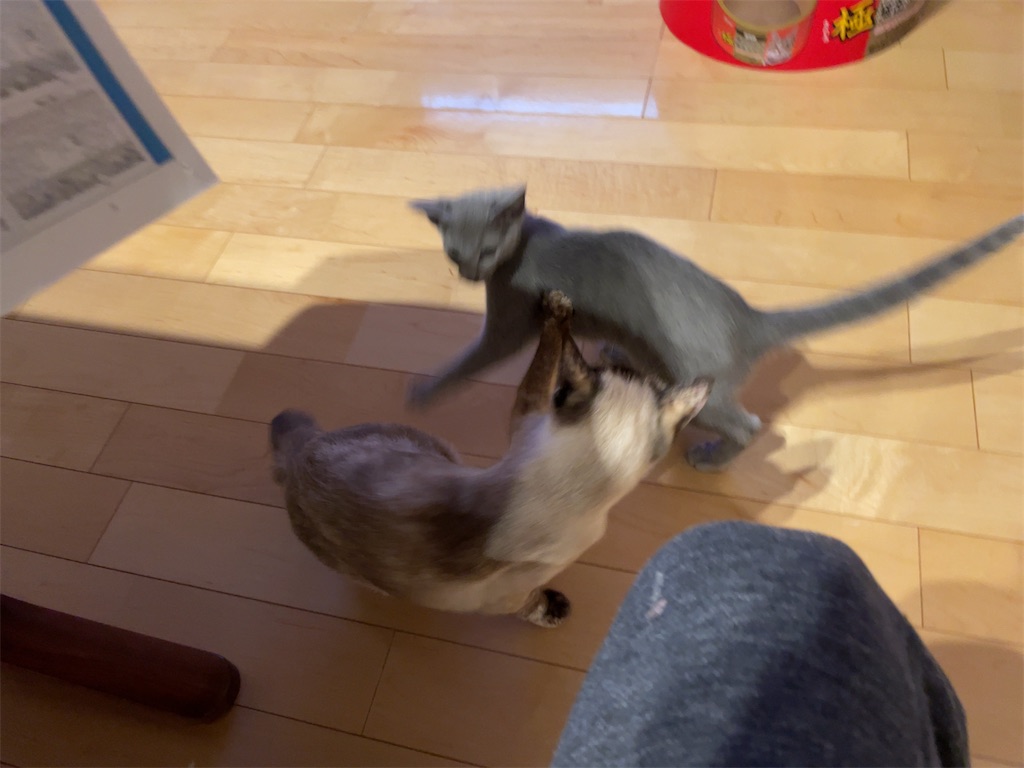 f:id:aporon2:20230429080506j:image