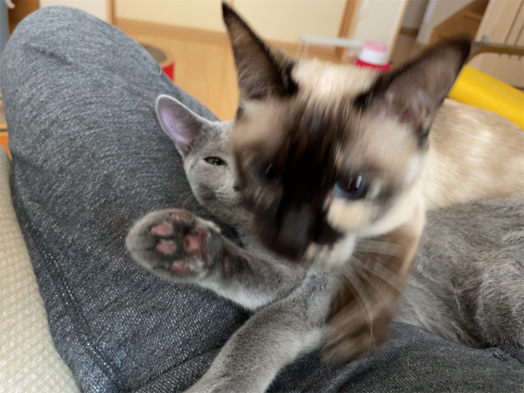 f:id:aporon2:20230523154636j:image