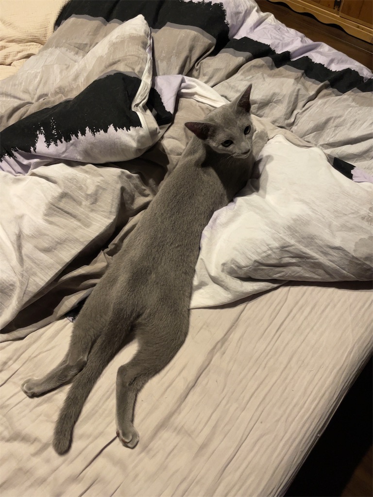 f:id:aporon2:20230523154656j:image