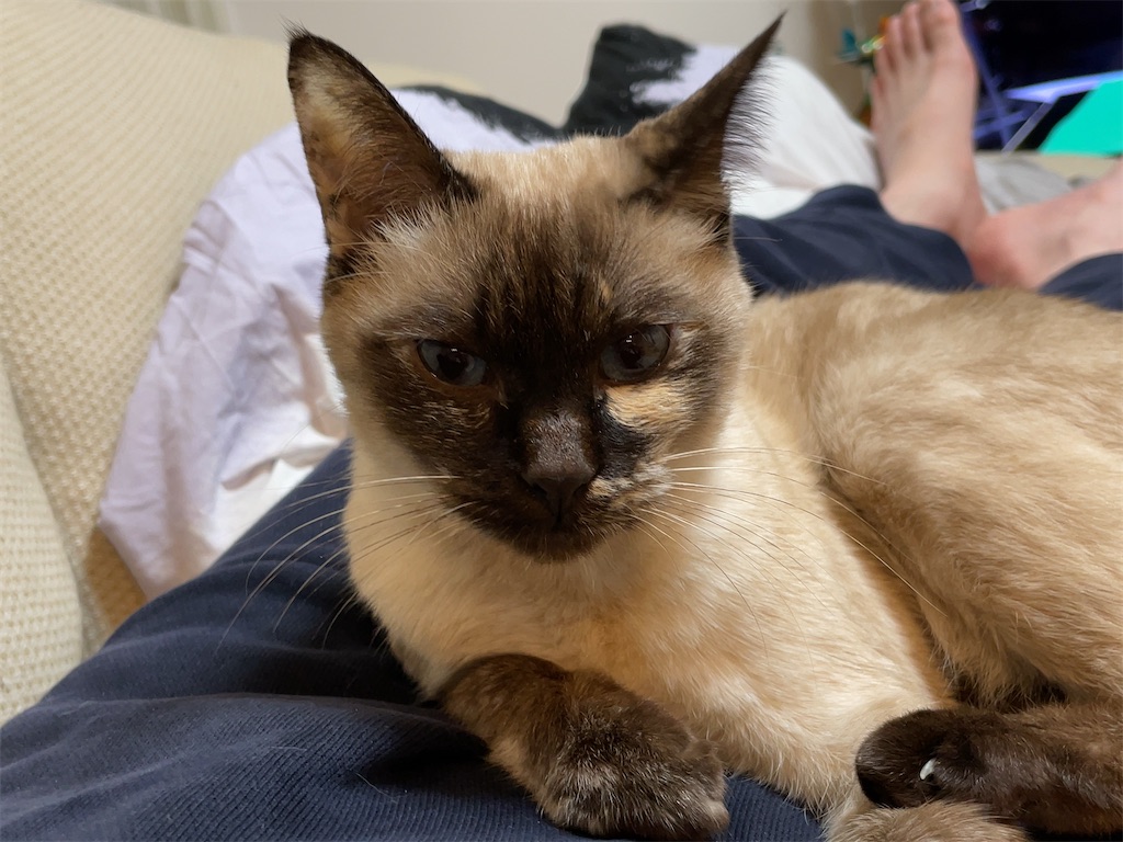 f:id:aporon2:20230523155550j:image