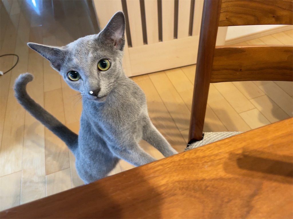 f:id:aporon2:20230723073546j:image