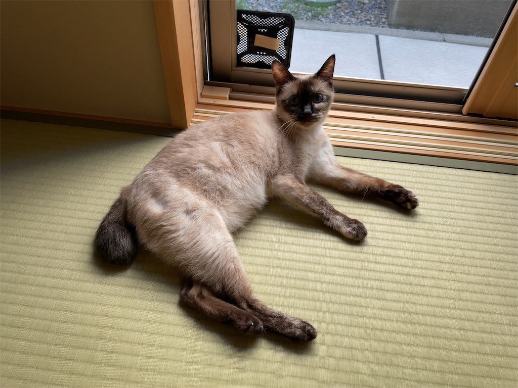 f:id:aporon2:20230723083205j:image