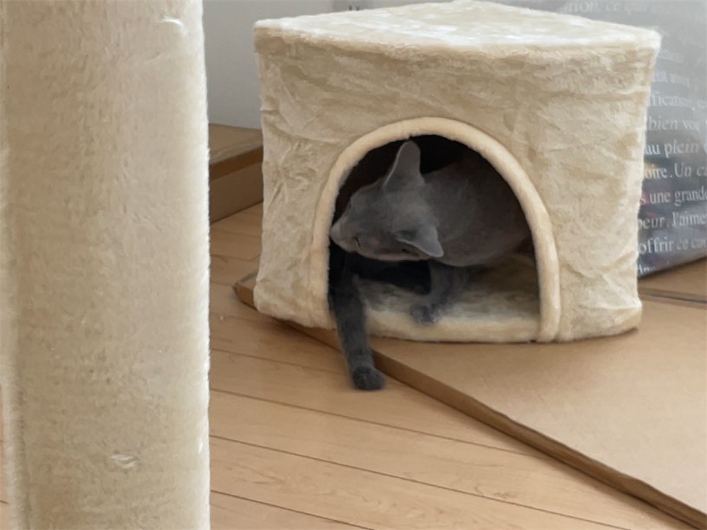 f:id:aporon2:20231016125501j:image