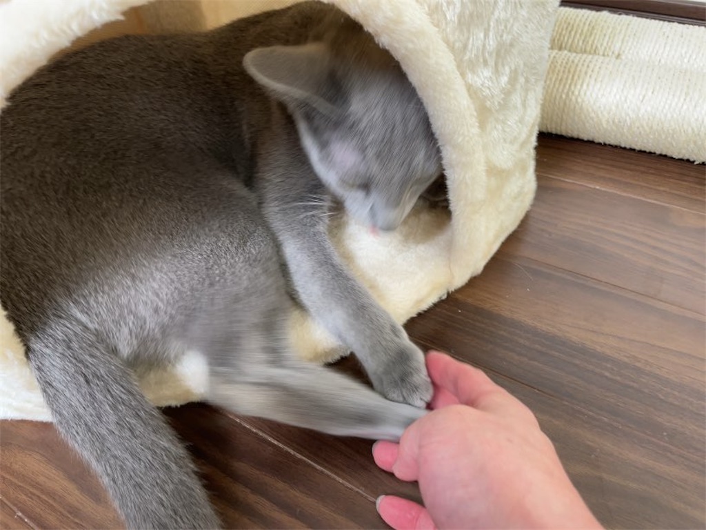 f:id:aporon2:20231016125510j:image