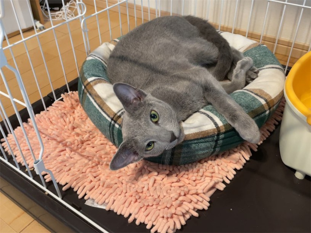 f:id:aporon2:20231016125946j:image