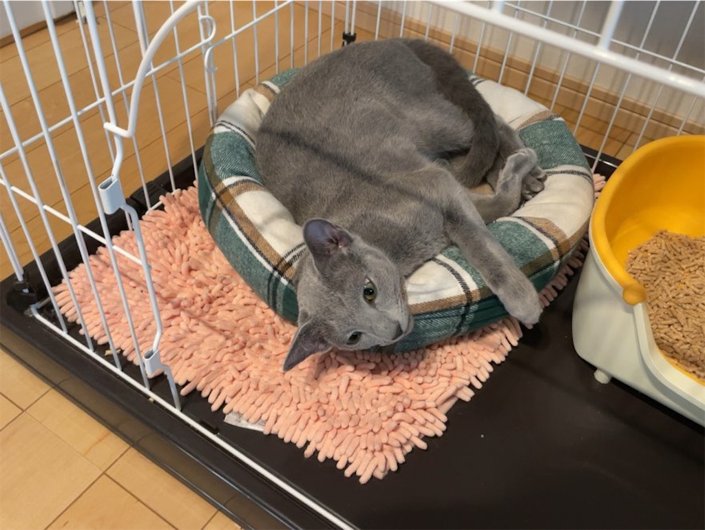 f:id:aporon2:20231206130119j:image