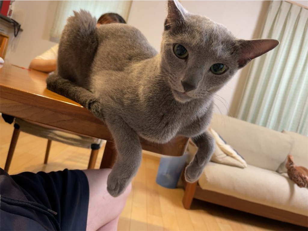 f:id:aporon2:20240812150103j:image