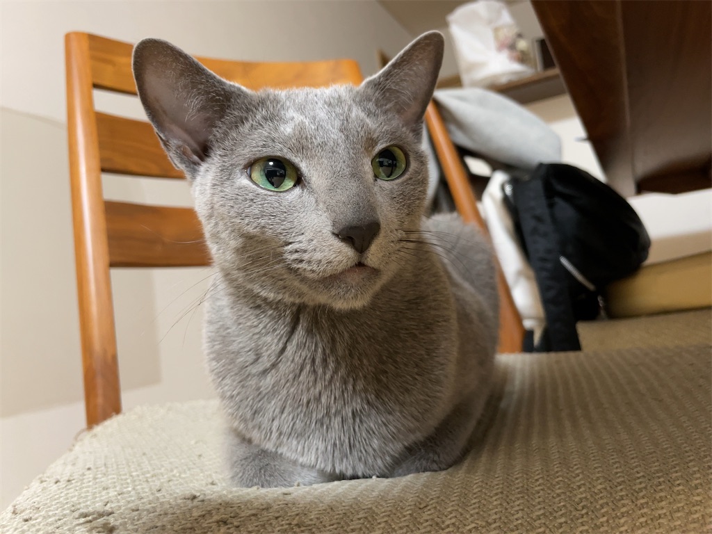 f:id:aporon2:20250209131247j:image