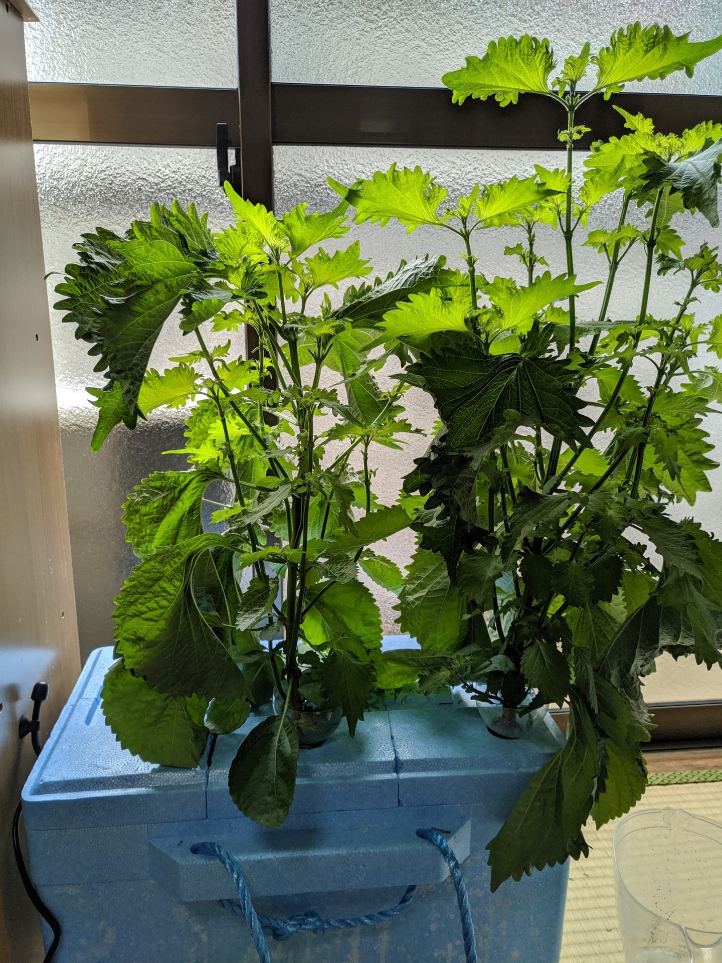 ハイポネックス 水 耕 栽培