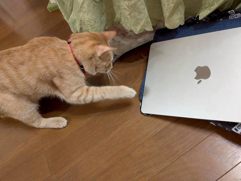 ねこがパソコンに興味を持っている写真