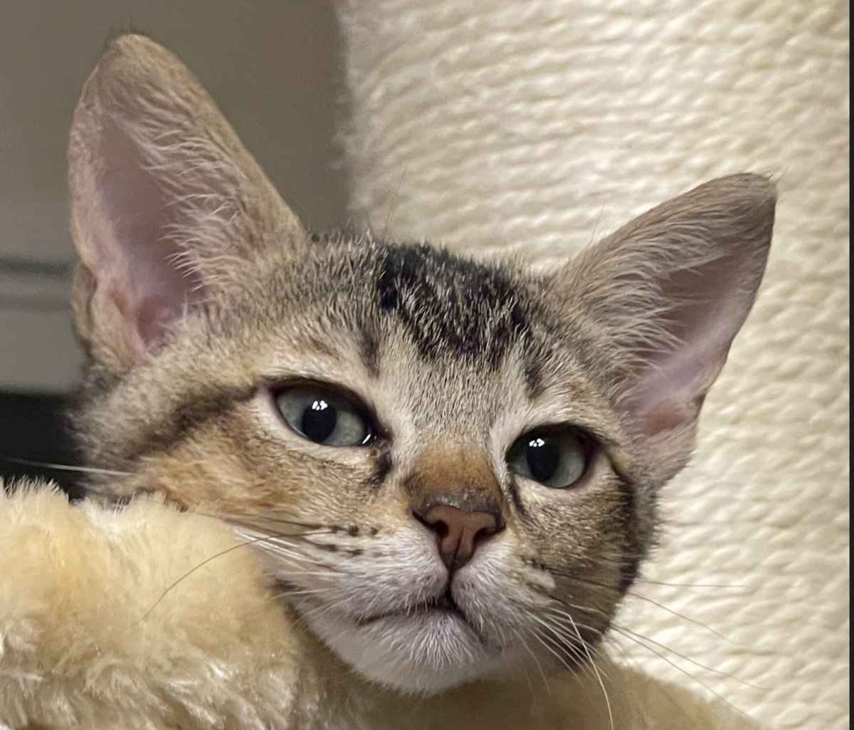 f:id:appdeappuappu:20211218185946p:plain