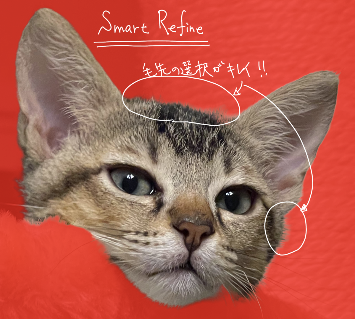 f:id:appdeappuappu:20211218190108p:plain