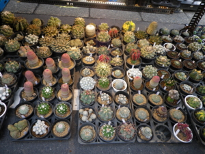 f:id:appelsiini:20101215124803j:image f:id:appelsiini:20101215124803j:image