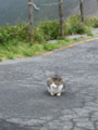 f:id:appelsiini:20120804140814j:image:medium