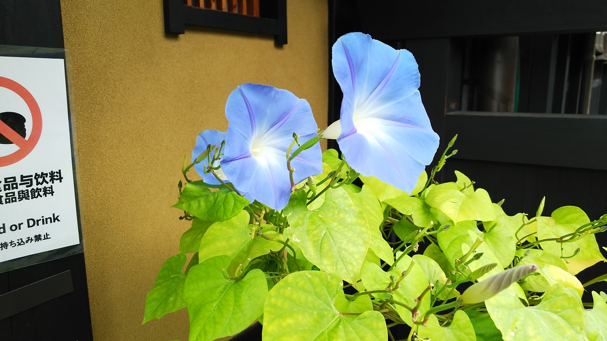 f:id:apple2019a:20190807114202j:plain f:id:apple2019a:20190807114202j:plain