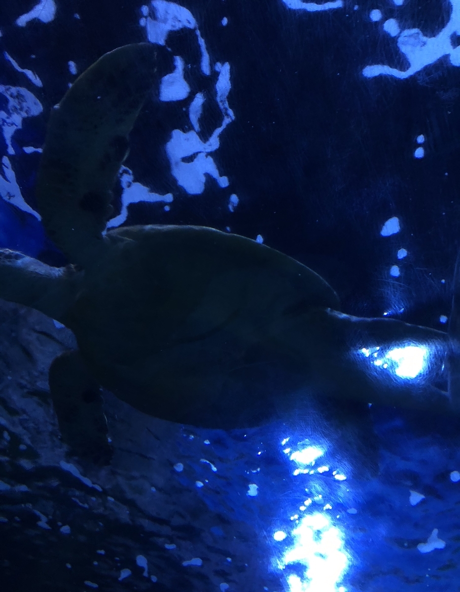 f:id:apple8383:20190612132433j:plain