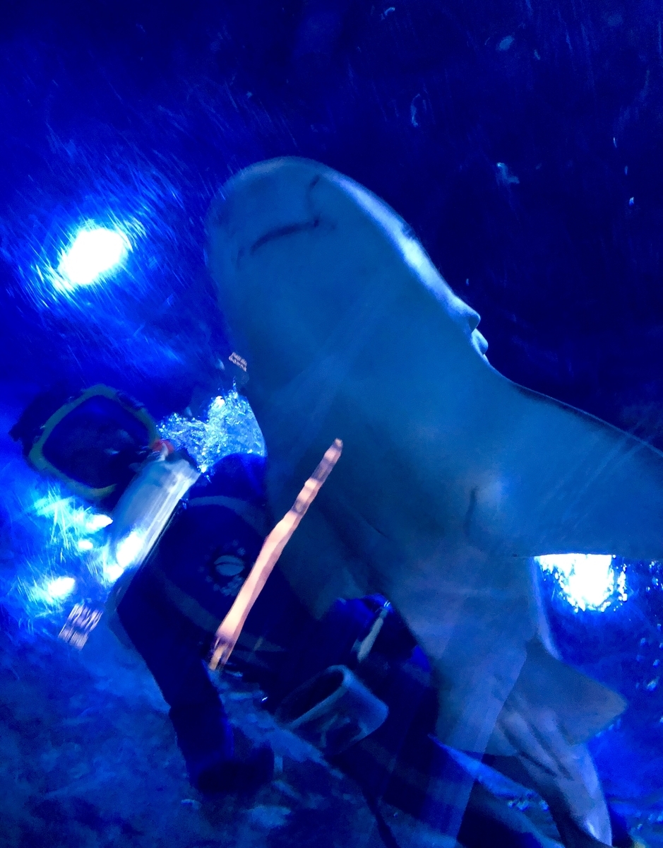 f:id:apple8383:20190612132442j:plain