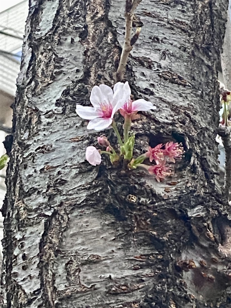 f:id:apple8383:20220331185833j:plain