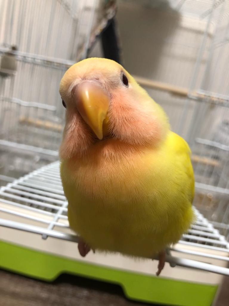f:id:applele:20190408235115j:plain