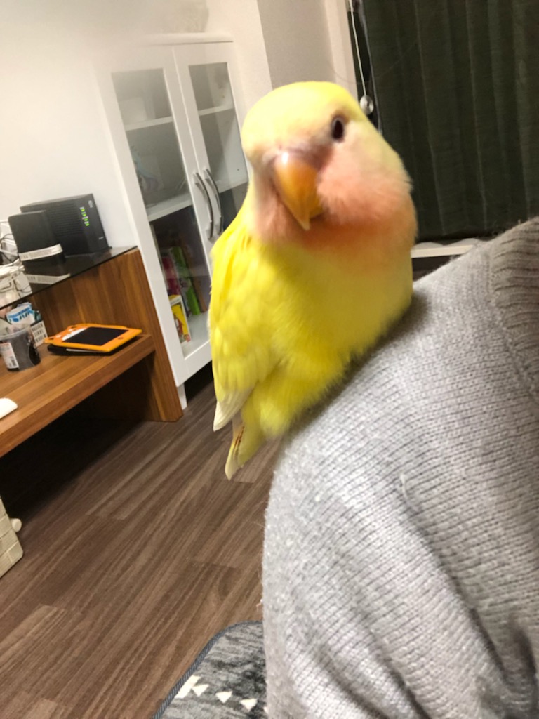 f:id:applele:20190408235314j:plain