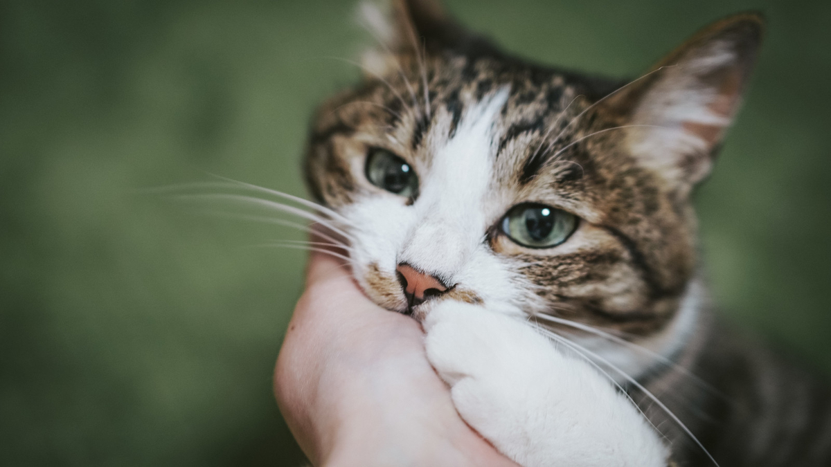 f:id:applele:20190524231233j:plain
