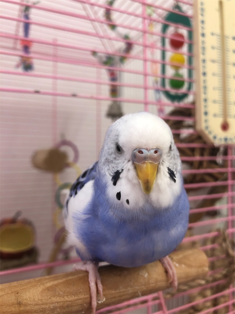 f:id:apricot358:20200522153948j:image