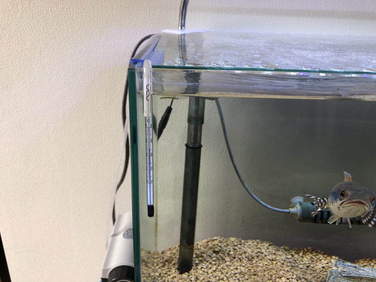60㎝水槽】チャンナプルクラの飼育日記⑤ - ABYの熱帯魚図鑑