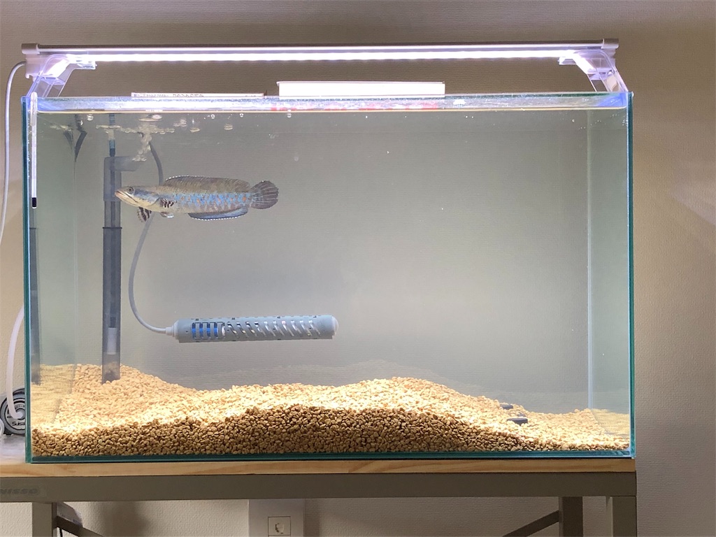 60㎝水槽】チャンナプルクラの飼育日記⑤ - ABYの熱帯魚図鑑