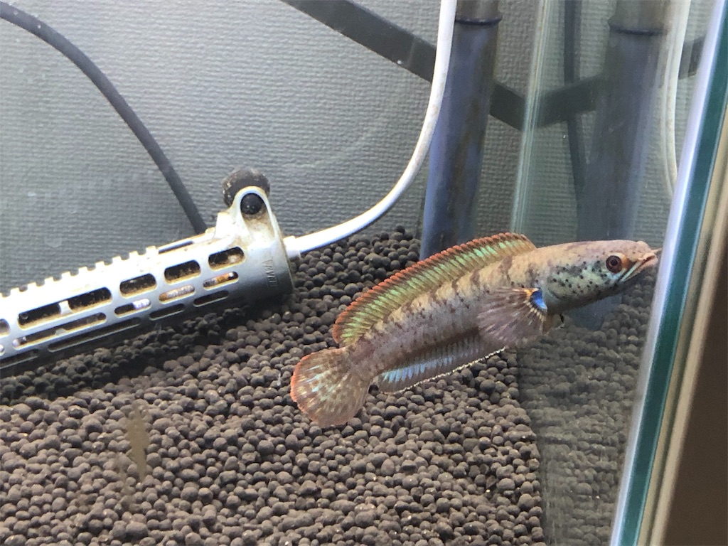 f:id:apy1526:20191213112007j:image