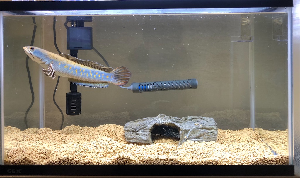 我が家のチャンナプルクラ2