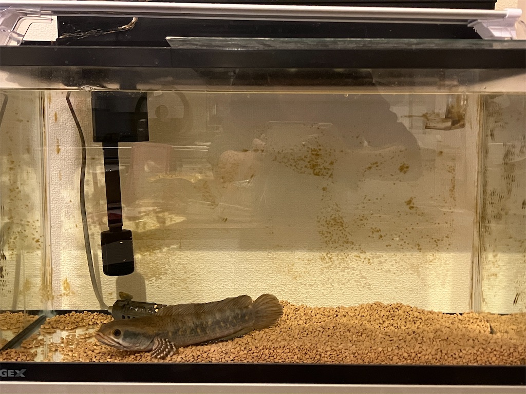 チャンナプルクラの飼育日記⑯ブログのモチベが・・・・ - ABYの