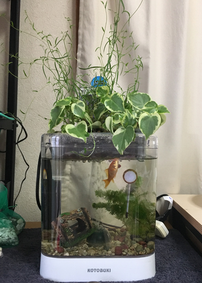 f:id:aqua2018:20180526232848j:plain f:id:aqua2018:20180526232848j:plain