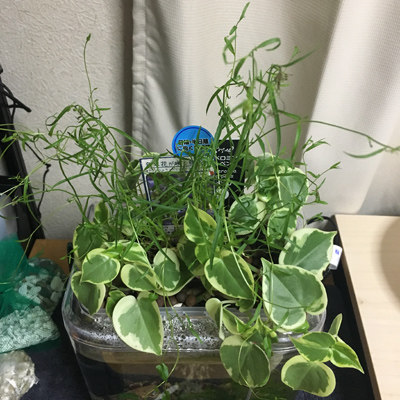 f:id:aqua2018:20180526234632j:plain f:id:aqua2018:20180526234632j:plain