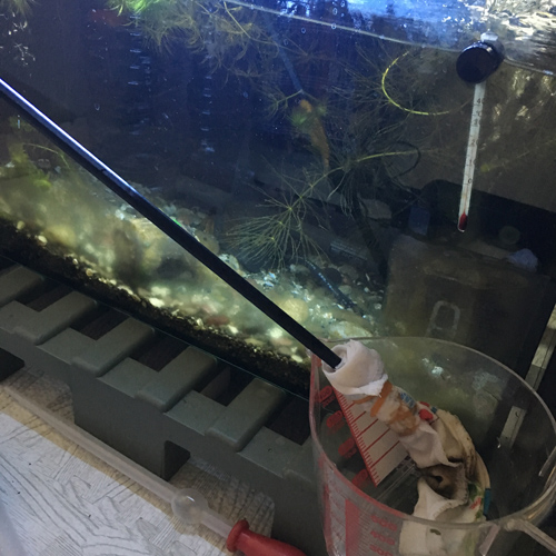f:id:aqua2018:20190228224033j:plain f:id:aqua2018:20190228224033j:plain
