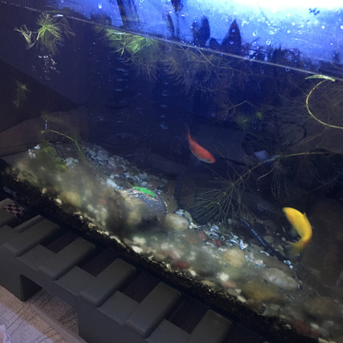 f:id:aqua2018:20190228224436j:plain f:id:aqua2018:20190228224436j:plain