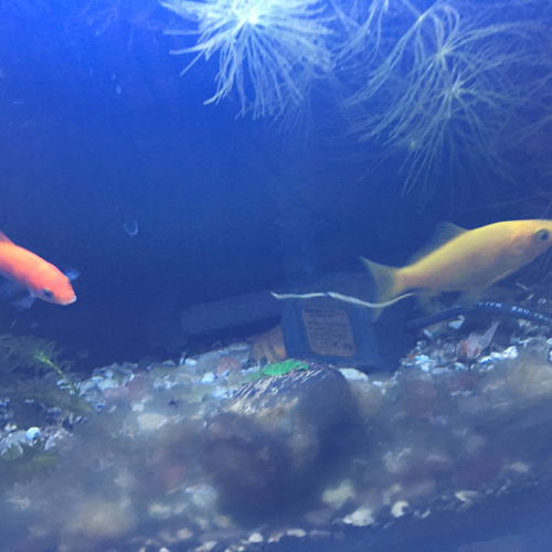f:id:aqua2018:20190228224839j:plain f:id:aqua2018:20190228224839j:plain