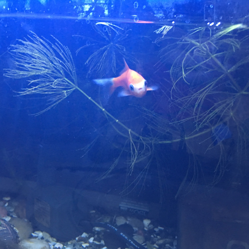 f:id:aqua2018:20190304205638j:plain f:id:aqua2018:20190304205638j:plain