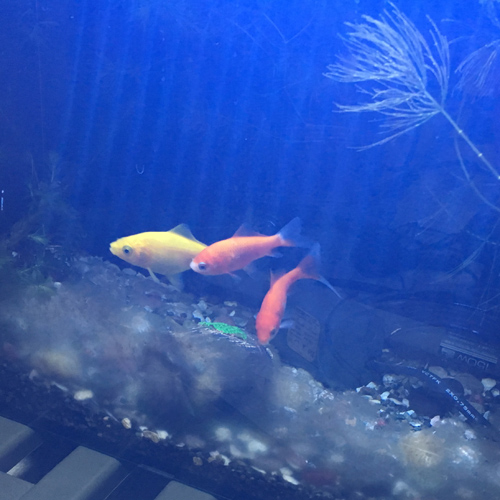 f:id:aqua2018:20190304210417j:plain f:id:aqua2018:20190304210417j:plain
