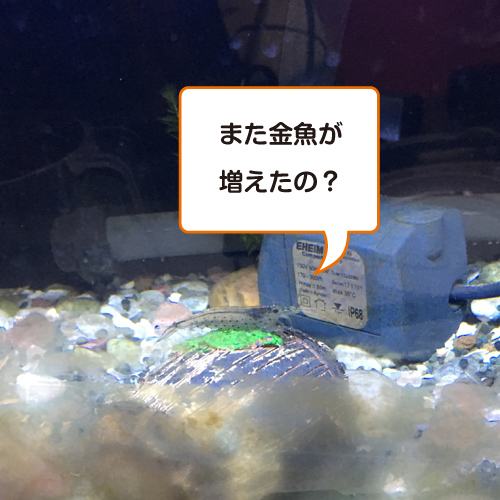 f:id:aqua2018:20190304210740j:plain f:id:aqua2018:20190304210740j:plain
