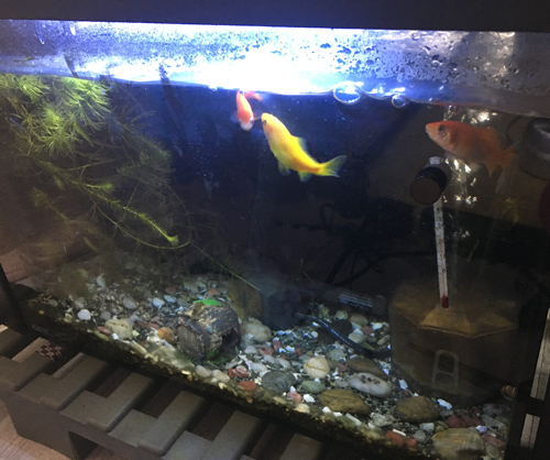 f:id:aqua2018:20190304211232j:plain f:id:aqua2018:20190304211232j:plain