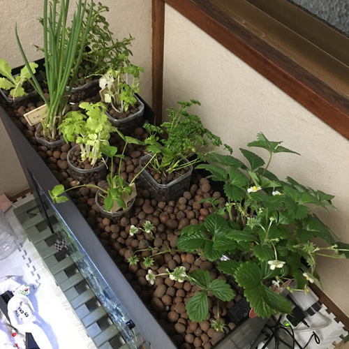 f:id:aqua2018:20190304212349j:plain f:id:aqua2018:20190304212349j:plain